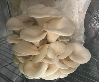 MUSHROOM CULTIVATION