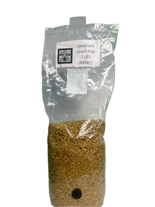 Sterilized Millet Grain